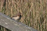 20101029_Bonte Tapuit_Westkapelle_02